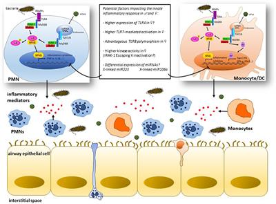 Differential Susceptibility to Infectious Respiratory Diseases between Males and Females Linked to Sex-Specific Innate Immune Inflammatory Response